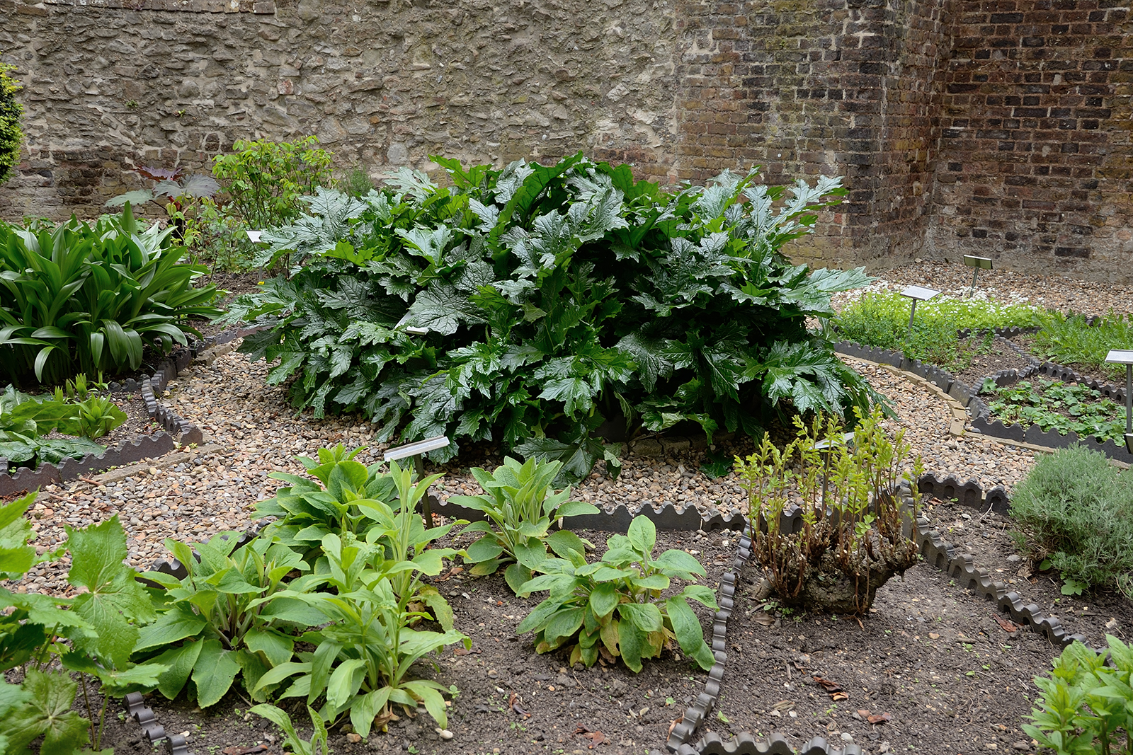 20170416_City-of-London_Monkwell-Square_Medicinal-plants-in-Barber-Surgeons-garden