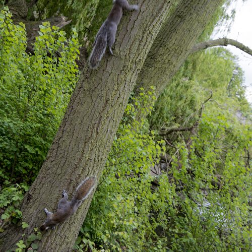 20170417_Westminster_-Hyde-Park-_Playful-squirrels