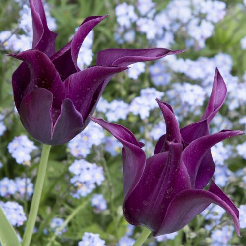 20170417_Westminster_-St-Jamess-Park-_Purple-tulips