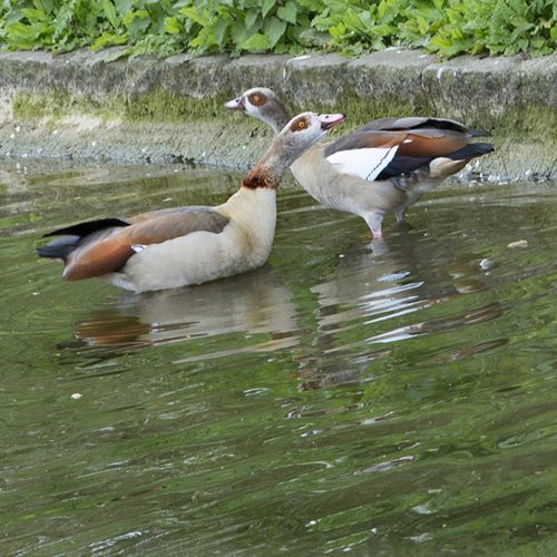 20170417_Westminster_-St-Jamess-Park-_Two-Egyptian-geese-flirting