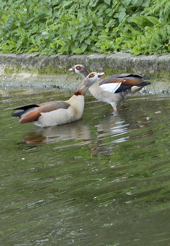 20170417_Westminster_-St-Jamess-Park-_Two-Egyptian-geese-flirting