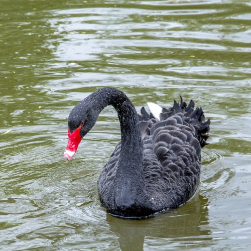 20170417_Westminster_-St-Jamess-Park_Odile-the-Black-swan