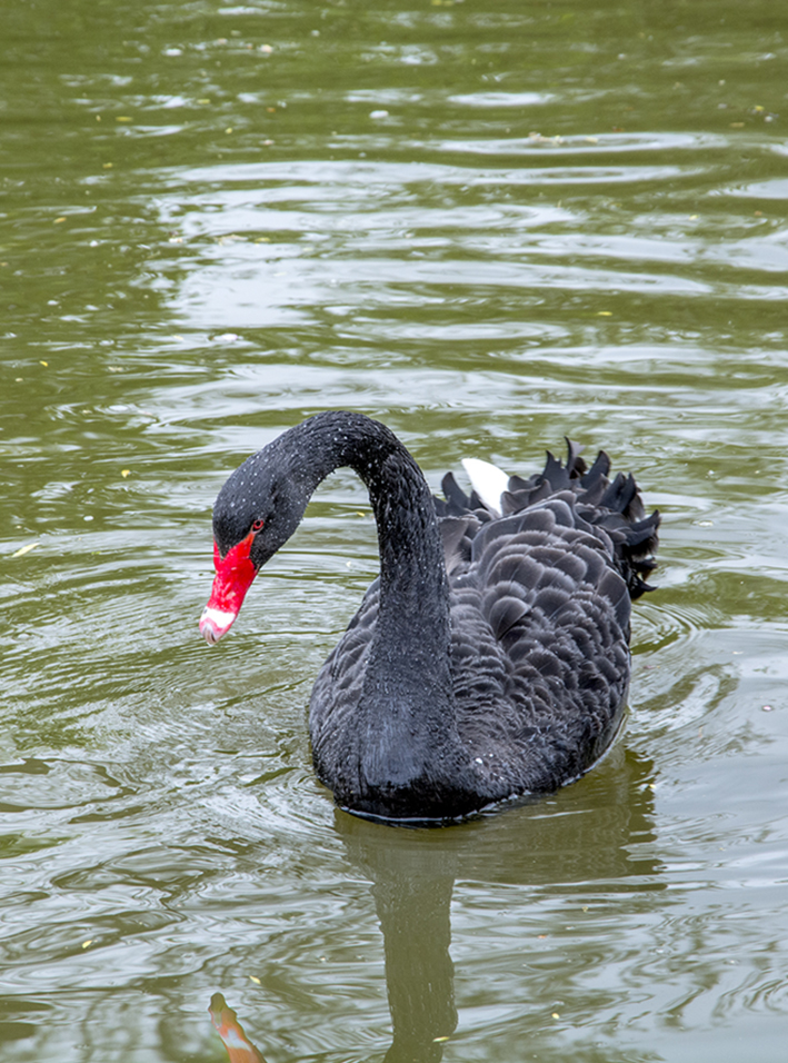 20170417_Westminster_-St-Jamess-Park_Odile-the-Black-swan