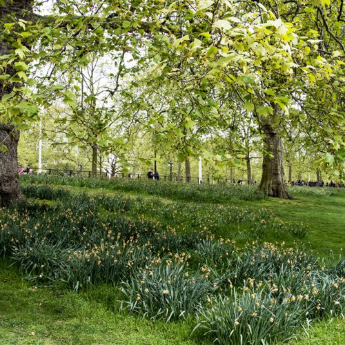 20170417_Westminster_St-Jamess-Park-_In-full-spring-glory