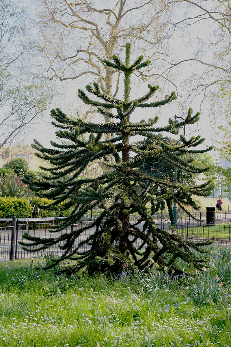 2017048_Southwark_Geraldine-Mary-Harmsworth-Park_Monkey-Puzzle-tree