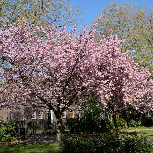 2017048_Southwark_West-Square_Blossom-time-in-the-square