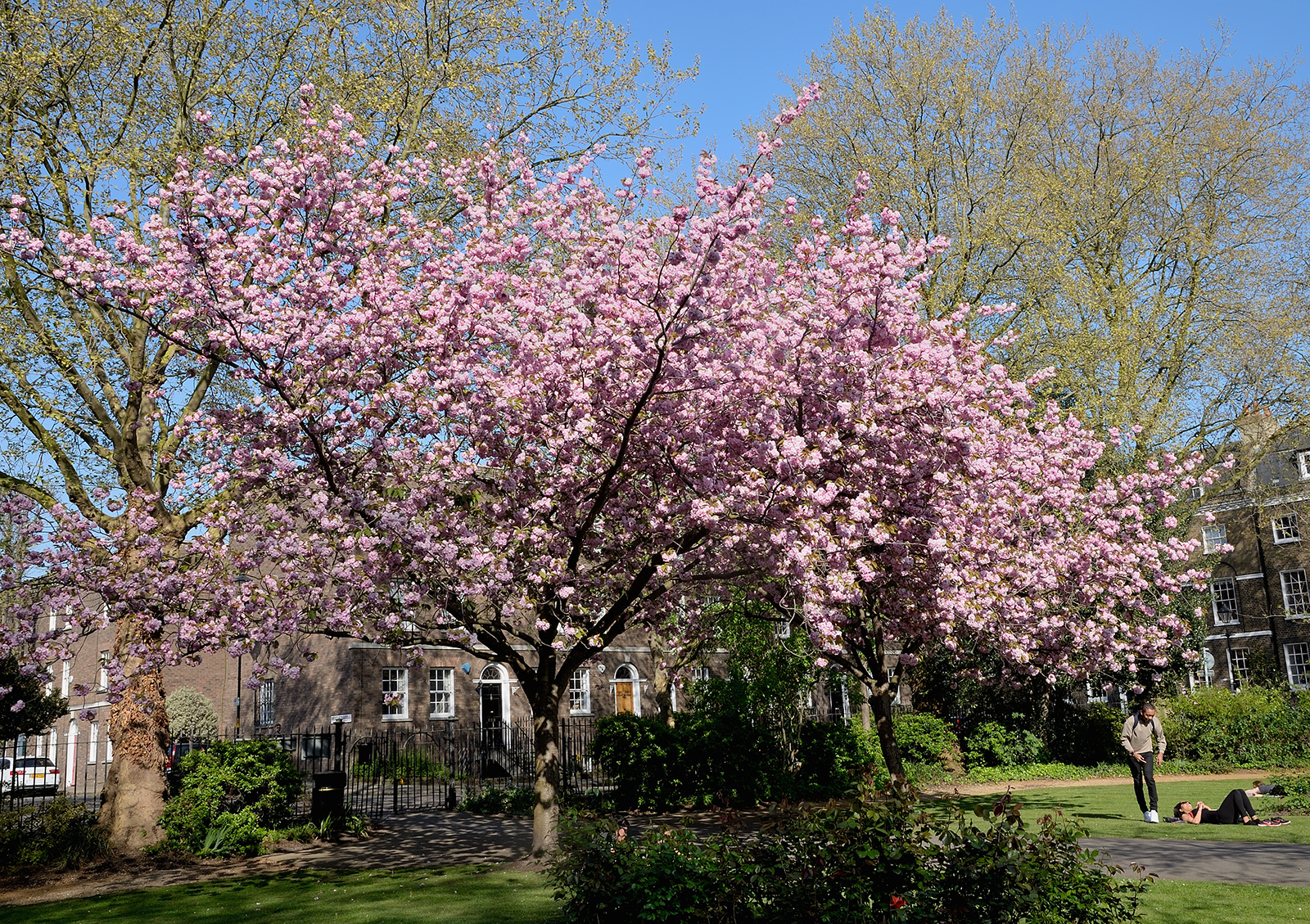 2017048_Southwark_West-Square_Blossom-time-in-the-square