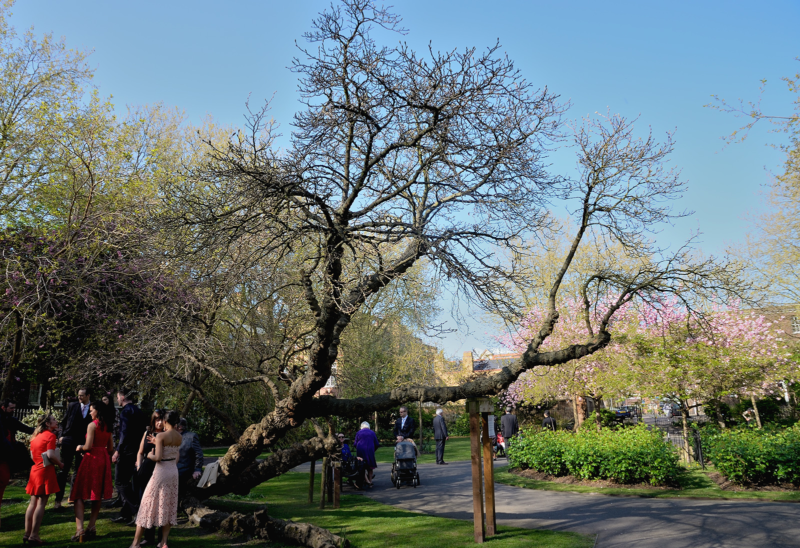 2017048_Southwark_West-Square_Old-mulberry-tree