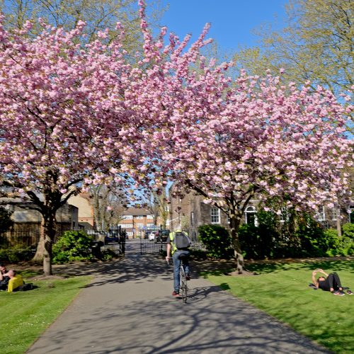 2017048_Southwark_West-Square_The-joy-of-Spring
