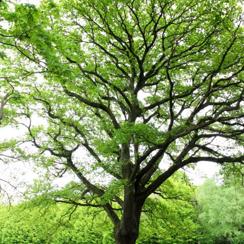 Beckenham Park Tree