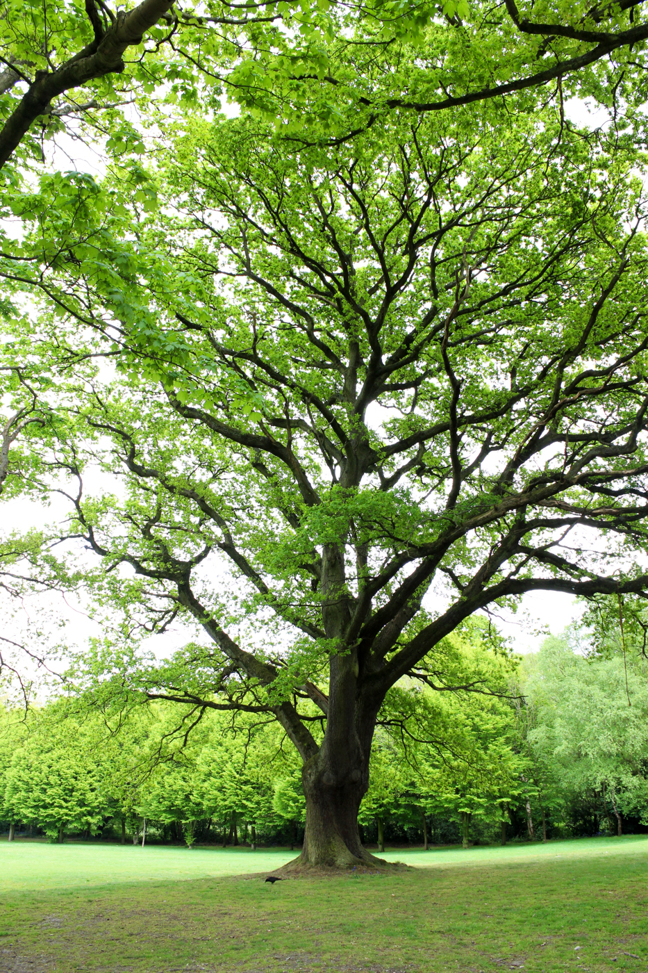 Beckenham Park Tree