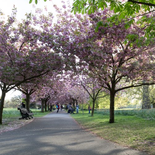 Blossom Walk