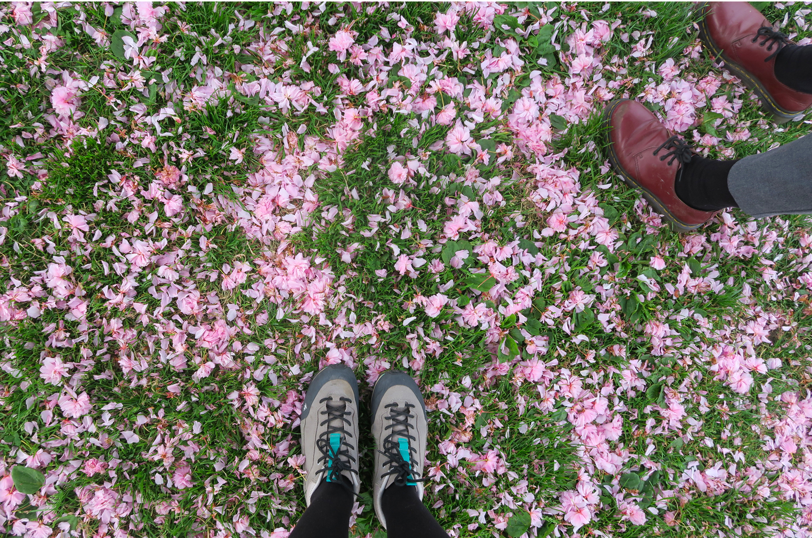 blossom-carpet-17-april17